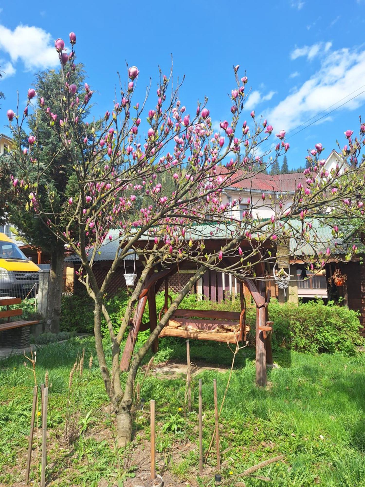 Casa Cu Lavanda Vatra Dornei Buitenkant foto